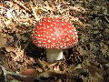 foto funghi 2 - muscaria floresta